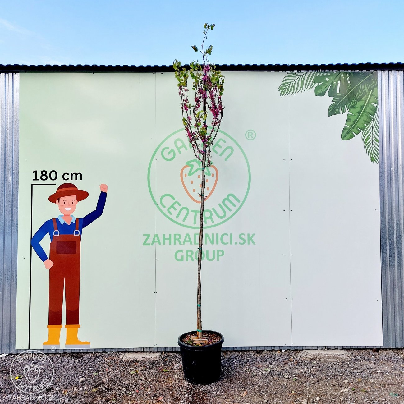 Obrázok Judášovec strukový (Cercis Siliquastrum) výška- 300-340 cm, obvod kmeňa 8/10 cm, kont C45L (-18°C) - NA KMIENKU